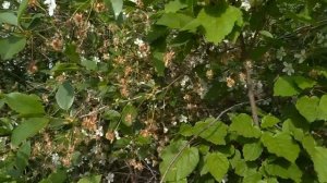 Как цветет вишня цветение вишни весной