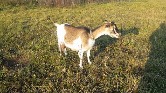 Продала козу. Охота и покрытие Нубийки. Изменения в хозяйстве. смотреть онлайн