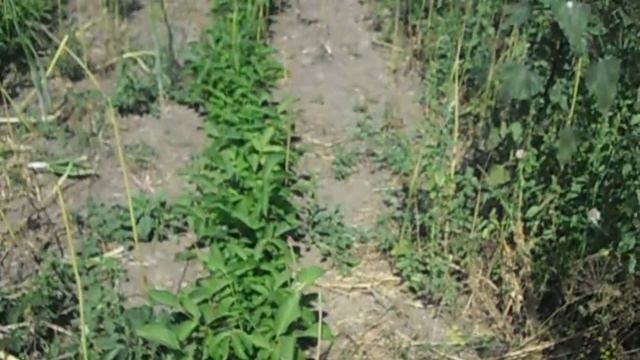 грецкий орех,сажанцы,сорт-любимый петросяна. смотреть онлайн