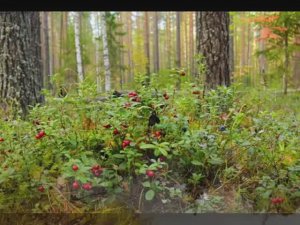 БРУСНИКА - авторская песня ЮРИЯ СТАРЦЕВА.