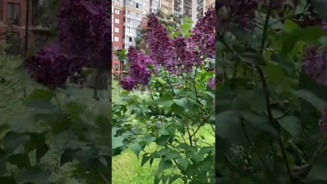 Красавица сирень #дача #сад #shorts #garden #спб смотреть онлайн