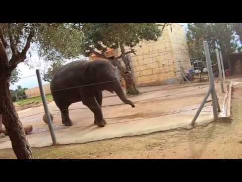 Pafos Zoo, Paphos, Cyprus смотреть онлайн