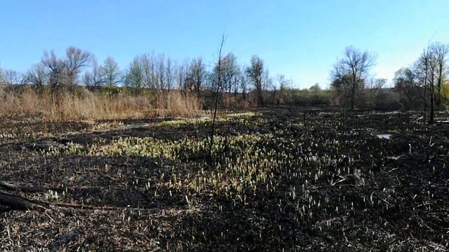 Последствия лесного пожара х.Крамаренков 2021 весна смотреть онлайн