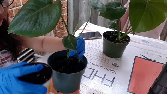 HOW TO PROPAGATE MONSTERA DELICIOSA PLANT IN JUST 3 MINUTES смотреть онлайн