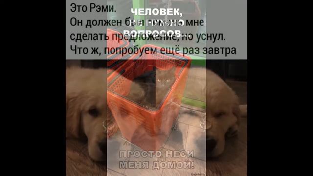 мемы с животными смотреть онлайн