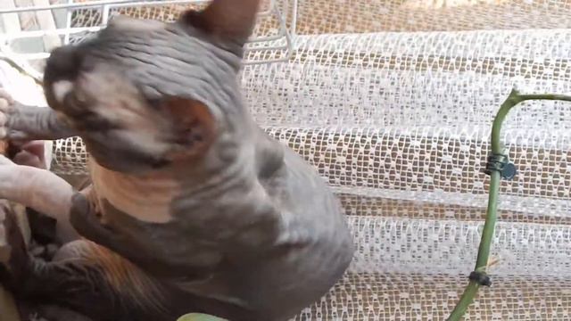 питомник кошек "Exotic House" , продажа котят смотреть онлайн