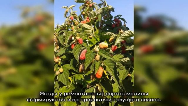 Малиновое дерево Таруса — самый урожайный сорт смотреть онлайн