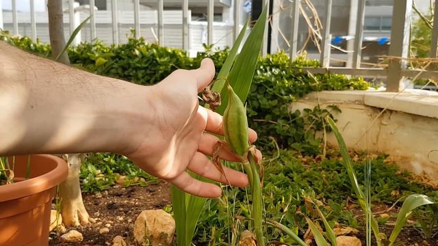 How to pollinate an Iris plant? - The Results смотреть онлайн