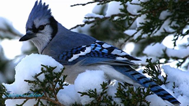 Ocarina - Lonely Singer