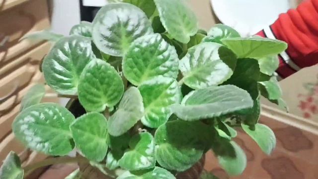 Фиалка Выращивание. 100% Цветение круглый год! смотреть онлайн