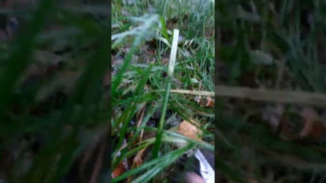 Красноголовцы-Красавчики в маленькой осиновой роще