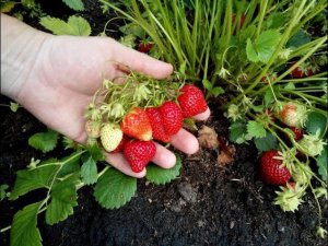 Выращиваем Клубнику В Ящиках И Ведрах  часть-1 // Май 2022 г // Клубника Без Химозы