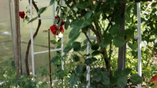 Плетистые розы в саду: римоза, дон жуан, скарлет, барок смотреть онлайн