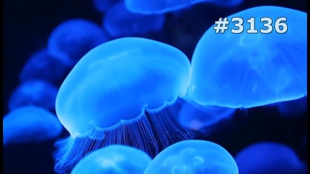 #3136. Медузы (В мире животных) смотреть онлайн