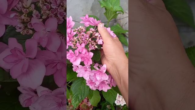 гортензия Доппио Роза смотреть онлайн