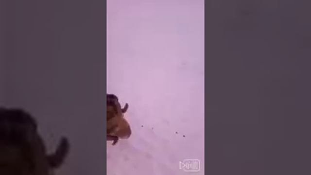 асол смотреть онлайн