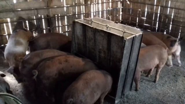 Поросятам 4 месяца 06.06.21г. Чем буду кормить дальше ЧЕЧЕВИЦА и ПИВНЫЕ ДРОЖЖИ. смотреть онлайн