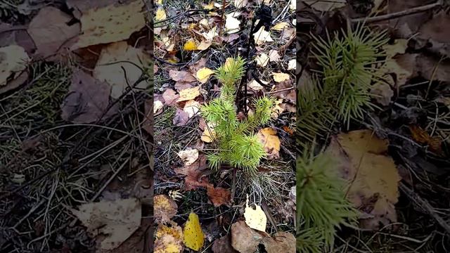 меняю дачу на лес, работы меньше, а покоя больше. смотреть онлайн