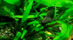 #Aquarium. Анциструс  кушает.