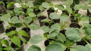 Как вырастить РАССАДУ РАННЕЙ КАПУСТЫ в домашних условиях?