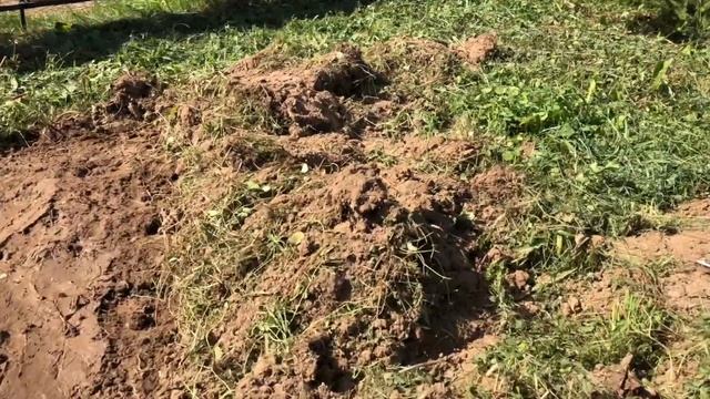 Газон, как на гольф-поле самому? Легко! смотреть онлайн