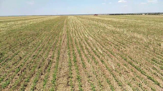 08.08.2018год. Обзор всходов просо! No-till рулит! смотреть онлайн