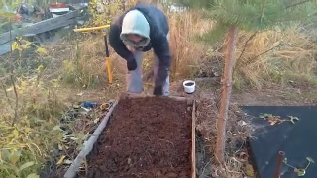Подготовка грядки для посадки чеснока Рокамболь под зиму. смотреть онлайн