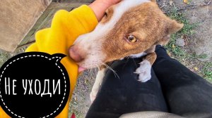 Спустя неделю навестила ДОЗОРЧИКА, завезла корма, купила будку.