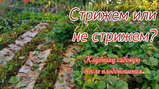 Нужно ли обрезать листья у Клубники после плодоношения. Делюсь своим многолетним опытом.Три момента смотреть онлайн