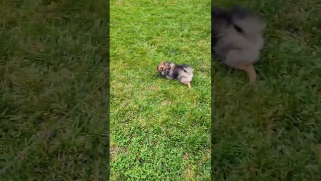 #собака #щенок #щенки Плюшик 😍 смотреть онлайн