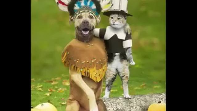 dog and cat смотреть онлайн