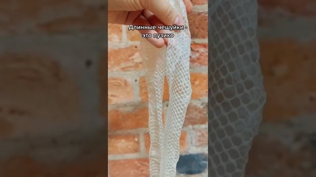 Что сделать из ее кожи? #змея #полоз #маисовыйполоз смотреть онлайн