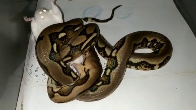 Satnite feeding, feeding normal & tiger strip python reticulatus смотреть онлайн