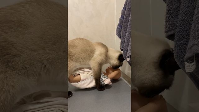 Кошка Снежана Мама, любит куклу малыша смотреть онлайн