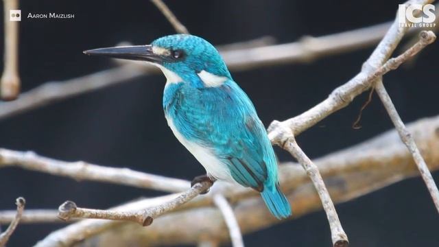 Indonesia | Bird Watching and Trekking at West Bali National Park смотреть онлайн