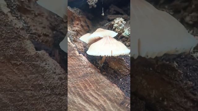 awesome mushroom growing in a tree trunk! please like and subscribe! смотреть онлайн