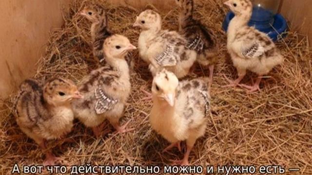 Чем кормить индюшат? смотреть онлайн