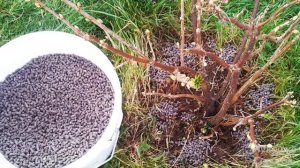 Смородина Весной Что Делать? Уход за Смородиной Весной Подкормка Смородины