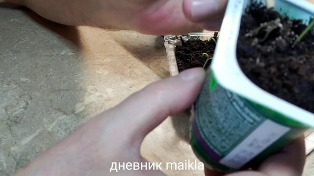 Почему долго всходят семена перца и баклажан? смотреть онлайн