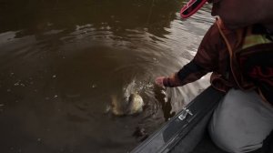 Ловля сома на квок  [Проверенные Снасти №5]