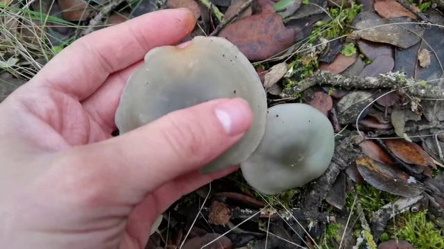 Clitocybe odora en encinar смотреть онлайн