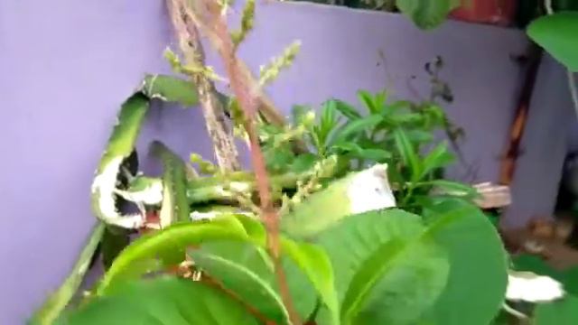 Dwarf Mango-குட்டை மாமரம்