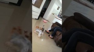 Бой собак насмерть ! Dog battle !