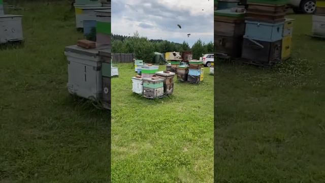 Обзор нашей пасеки в лесу. Пасека Солондаевых. Минусинск. Абакан смотреть онлайн