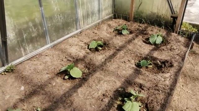 РАЗОЗЛИЛАСЬ И СДЕЛАЛА ЭТО!ИНДЮКИ,ТЕЛЯТА И БЫКИ!СНОГСШИБАТЕЛЬНАЯ КРАСОТА ПЕТУНИЙ!ОБЗОР ХОЗЯЙСТВА! смотреть онлайн