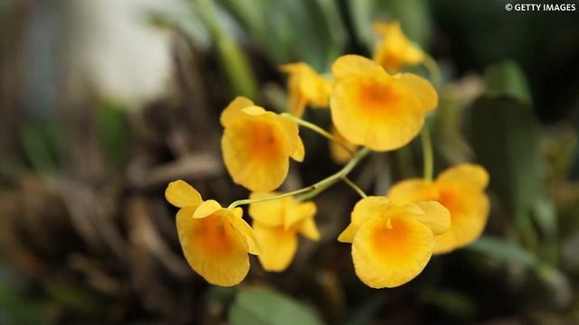 РАСТЕНИЯ: ЭКЗОТИЧЕСКИЕ ВИДЫ ОРХИДЕЙ смотреть онлайн