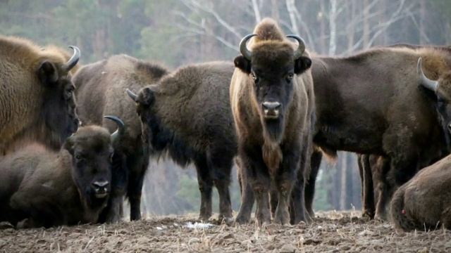 ЗУБР - САМОЕ КРУПНОЕ МЛЕКОПИТАЮЩЕЕ В ЕВРОПЕ. КРАСНАЯ КНИГА. БЕЛОВЕЖСКАЯ ПУЩА. ОСОБЬ. смотреть онлайн