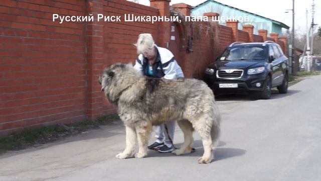 Продажа щенков, кавказская овчарка, две девочки 40 дней. www.r-risk.ru +79262205603 Татьяна Ягодкин смотреть онлайн