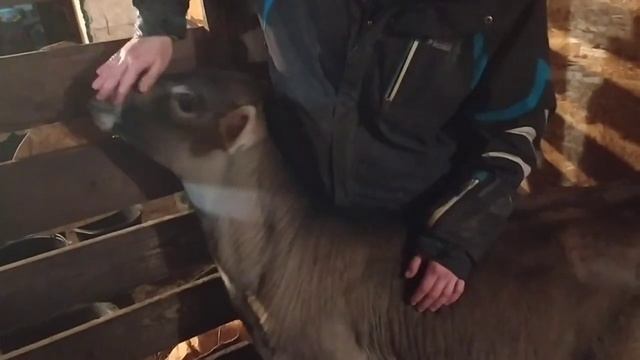ДЕТСКИЙ САД, штаны на лямках смотреть онлайн