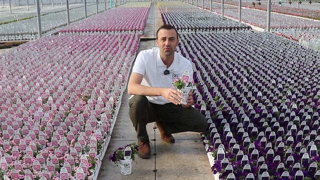 A Behind The Scenes Look With Supertunia Mini Vista Pink Star & Supertunia Royal Velvet смотреть онлайн